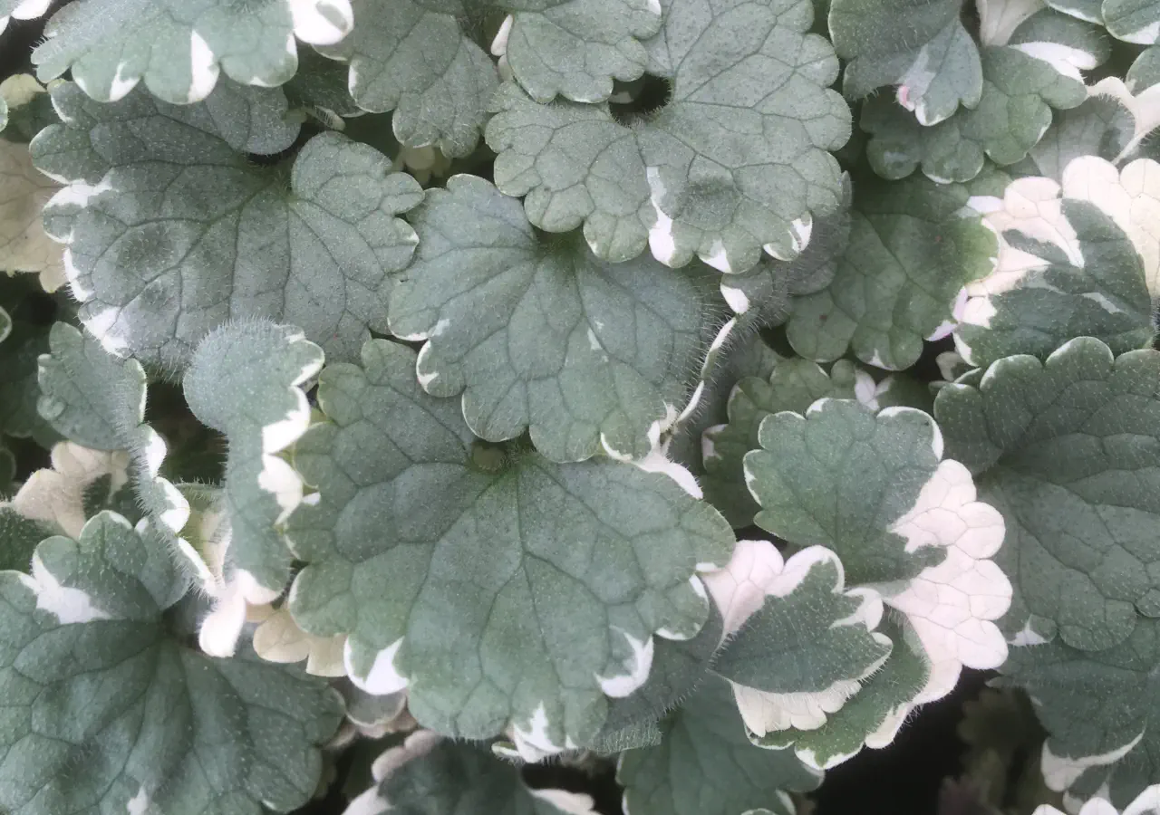 Trailing Nepeta Variegated